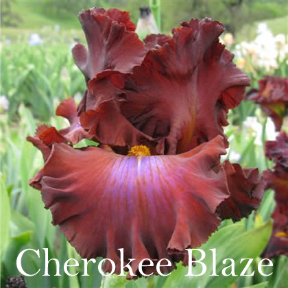 Cherokee_Blaze.fw