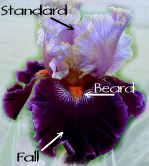 Anatomy of an Iris