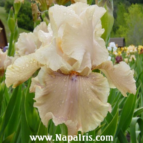 Napa Country Iris Garden
