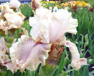 Blooming in Napa