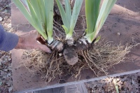 Iris rhizome before division