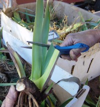 Trim the leaves