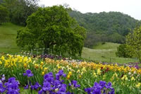 Napa Iris