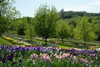 Napa Iris