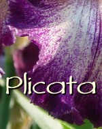 Plicata Example