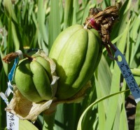 Seed pod