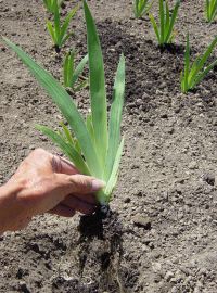 Planting into beds