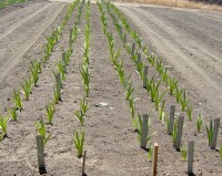 Planted in prepared beds